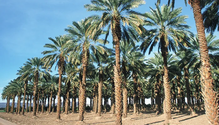 Palm grove photograph from the SuperPak company website
