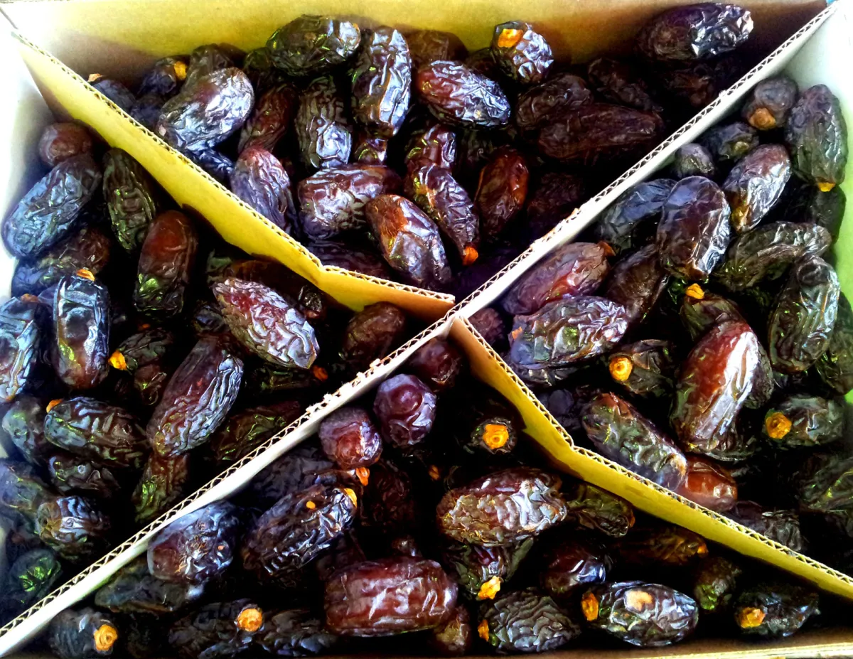 Medjool Dates Premium Soft "ROTAB" 11Lbs — official product photograph